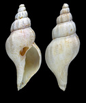 Metzgeria alba (Jeffreys, 1873) - Iceland W, 12.9 mm