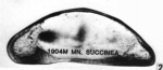 Lectotype of Macrocyprina succinea (Müller, 1894) Triebel, 1960