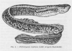 Poll (1947, fig. 003), author: H. Dupond in Poll (1947) (naar Blanchard) 