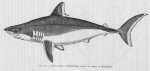 Poll (1947, fig. 015) Poll (1947, fig. 015)