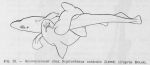 Poll (1947, fig. 023) Poll (1947, fig. 023)