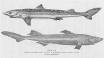Poll (1947, fig. 038 & 039) Poll (1947, fig. 038 & 039)