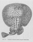 Poll (1947, fig. 051) Poll (1947, fig. 051)