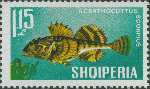 Acanthocottus scorpius