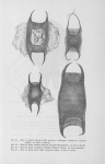Poll (1947, fig. 056, 057, 058 & 059) Poll (1947, fig. 056, 057, 058 & 059)