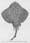 Poll (1947, fig. 064) Poll (1947, fig. 064)