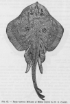 Poll (1947, fig. 065) Poll (1947, fig. 065)