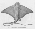 Poll (1947, fig. 072) Poll (1947, fig. 072)