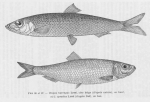 Poll (1947, fig. 086 & 087) Poll (1947, fig. 086 & 087)