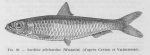 Poll (1947, fig. 089) Poll (1947, fig. 089)