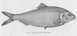 Poll (1947, fig. 091) Poll (1947, fig. 091)