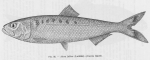 Poll (1947, fig. 092) Poll (1947, fig. 092)