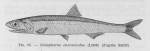 Poll (1947, fig. 093) Poll (1947, fig. 093)