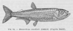 Poll (1947, fig. 094) Poll (1947, fig. 094)
