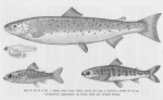 Poll (1947, fig. 095, 096, 097 en 098) Poll (1947, fig. 095, 096, 097 en 098)
