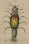Fauna en flora van de zee