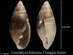 Leucophytia bidentata