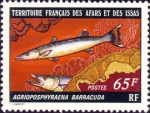 Agrioposphyraena barracuda