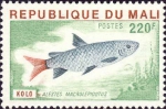 Alestes macrolepidotus