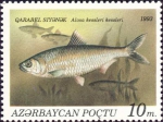 Alosa kessleri