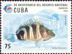 Amblycirrhitus pinos
