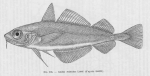 Poll (1947, fig. 135) Poll (1947, fig. 135)
