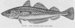 Poll (1947, fig. 136) Poll (1947, fig. 136)
