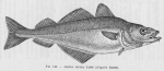 Poll (1947, fig. 140) Poll (1947, fig. 140)