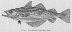 Poll (1947, fig. 141) Poll (1947, fig. 141)