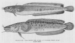 Poll (1947, fig. 144 & 145) Poll (1947, fig. 144 & 145)