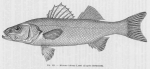 Poll (1947, fig. 151) Poll (1947, fig. 151)