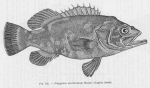 Poll (1947, fig. 152) Poll (1947, fig. 152)