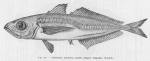 Poll (1947, fig. 153) Poll (1947, fig. 153)