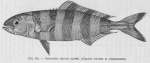 Poll (1947, fig. 154) Poll (1947, fig. 154)