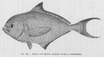 Poll (1947, fig. 155) Poll (1947, fig. 155)