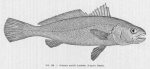 Poll (1947, fig. 156) Poll (1947, fig. 156)