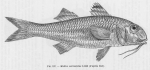 Poll (1947, fig. 157) Poll (1947, fig. 157)