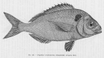 Poll (1947, fig. 158) Poll (1947, fig. 158)