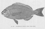 Poll (1947, fig. 160) Poll (1947, fig. 160)