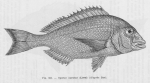 Poll (1947, fig. 161) Poll (1947, fig. 161)