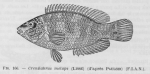 Poll (1947, fig. 166) Poll (1947, fig. 166)