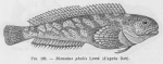 Poll, M. (1947). Poissons marins. Faune de Belgique, 1. Le Patrimoine du Musée Royal d'Histoire Naturelle de Belgique/Musée Royal d'Histoire Naturelle de Belgique: Brussel. 452 pp. Poll, M. (1947). Poissons marins. Faune de Belgique, 1. Le Patrimoine du Musée Royal d'Histoire Naturelle de Belgique/Musée Royal d'Histoire Naturelle de Belgique: Brussel. 452 pp.
