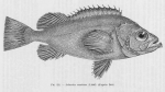 Poll (1947, fig. 211) Poll (1947, fig. 211)