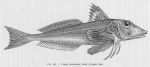 Poll (1947, fig. 213) Poll (1947, fig. 213)