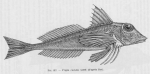 Poll (1947, fig. 217) Poll (1947, fig. 217)