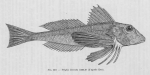 Poll (1947, fig. 219) Poll (1947, fig. 219)
