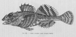 Poll (1947, fig. 222) Poll (1947, fig. 222)