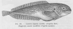Poll (1947, fig. 231) Poll (1947, fig. 231)