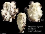 Magallana angulata