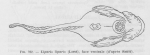 Poll (1947, fig. 232) Poll (1947, fig. 232)